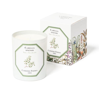 Carriere Freres - Tea Plant (Camellia Sinensis) Candle